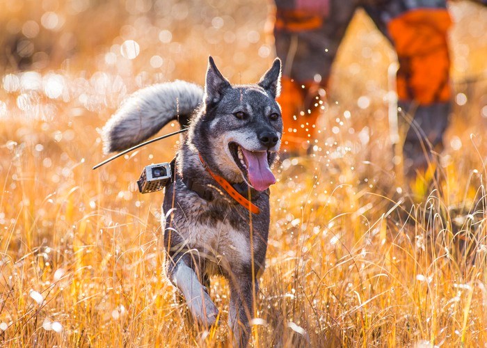 Copyright: Svenska Jägareförbundet. Älgjakt hund