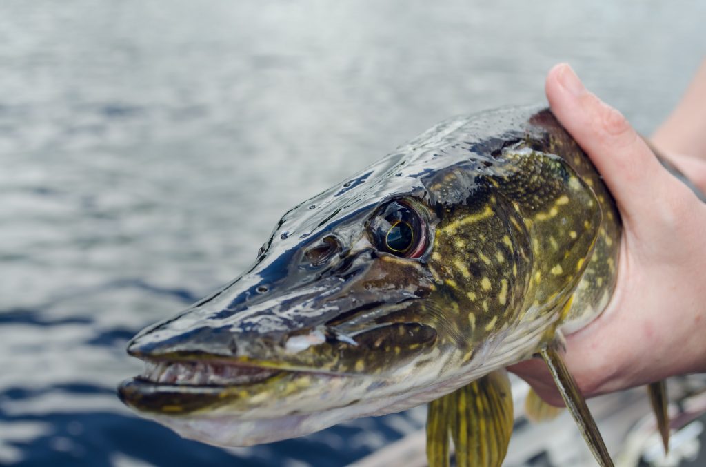 Gäddfiske - Utrustning och tips »  - Fiskebutik