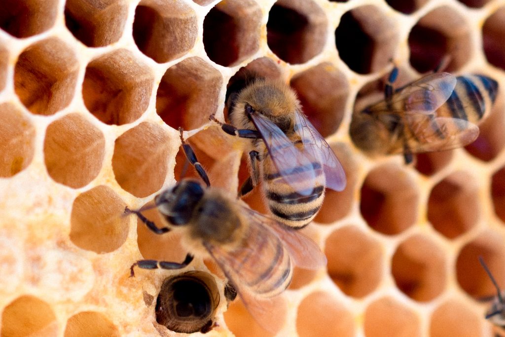 Foto: Meggyn Pomerleau. Bin producerar honung och är viktiga i naturen