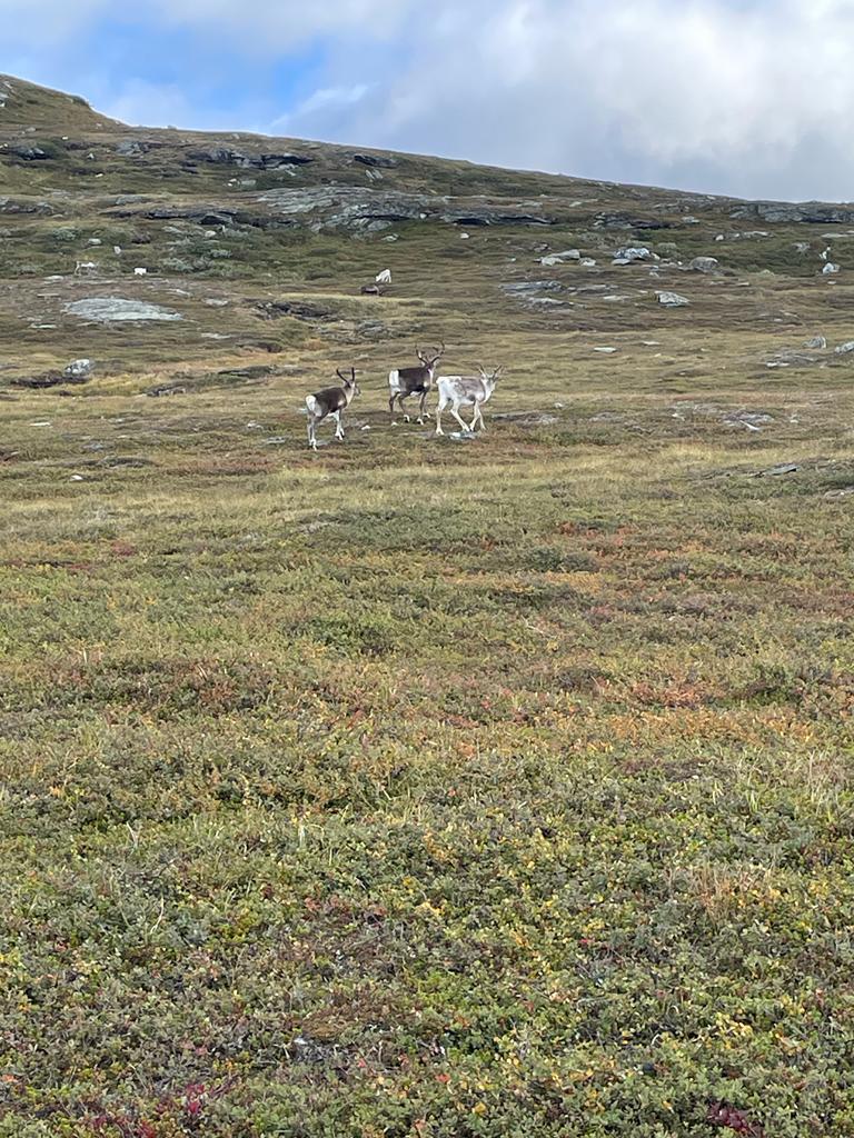 Renar på fjället